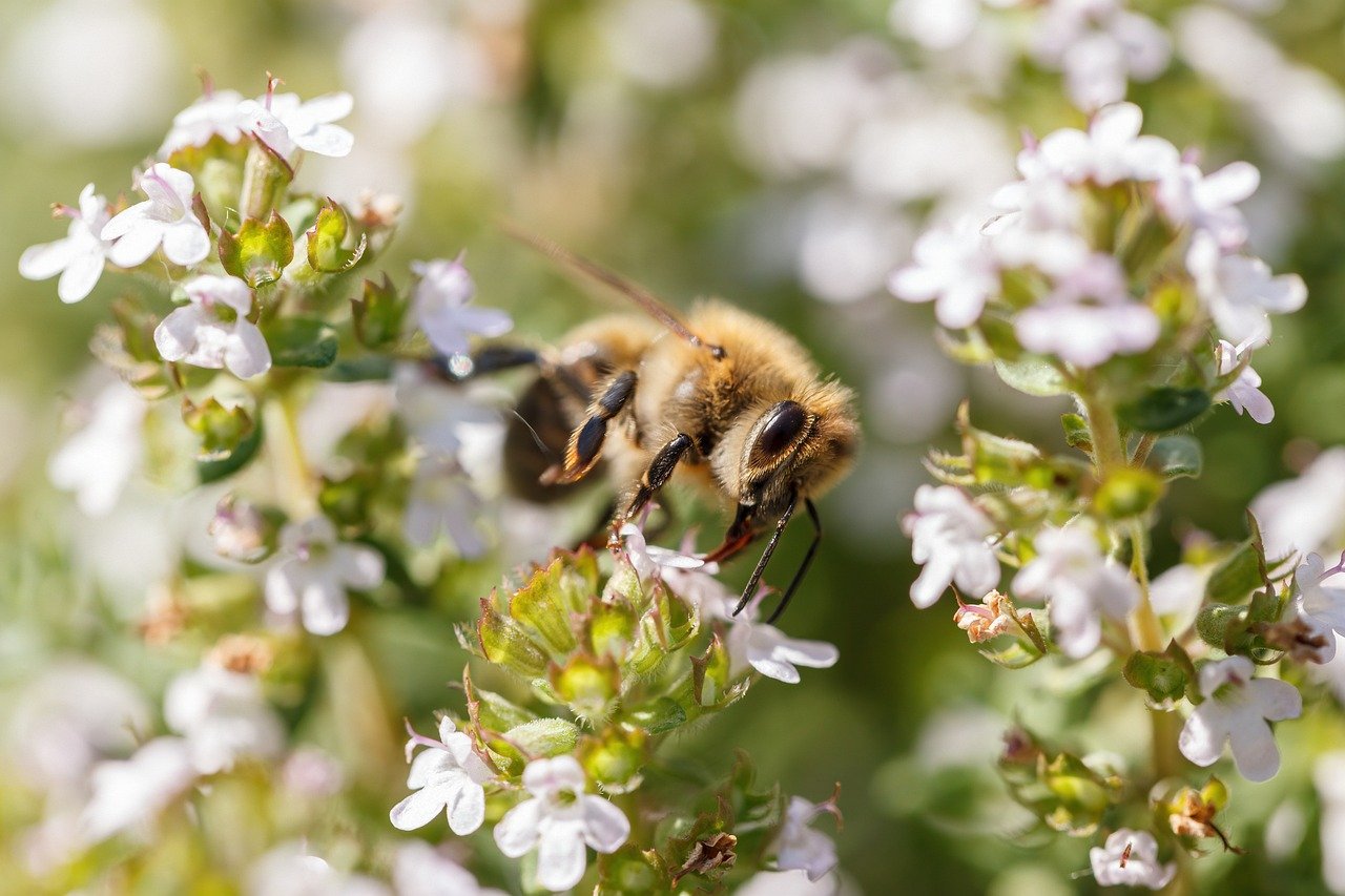 Biene auf Blüte